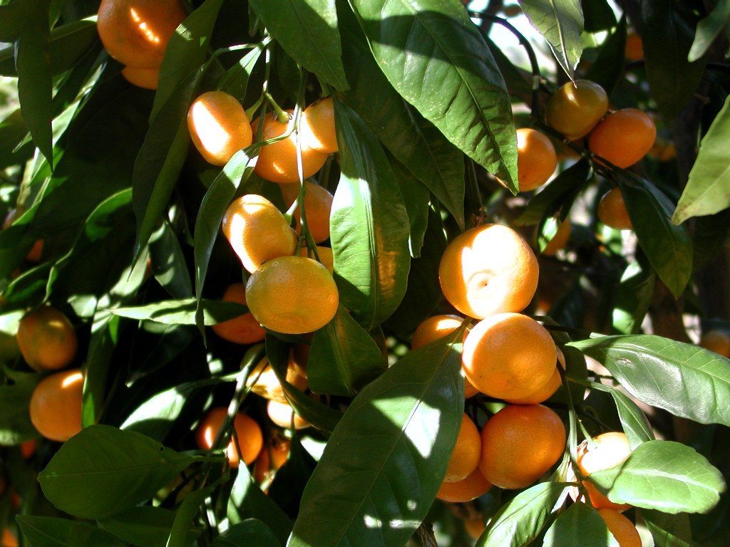 recoleccion_naranjas