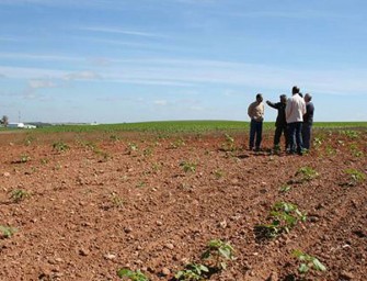 La sequía causa daños por 320 M€ en el campo valenciano