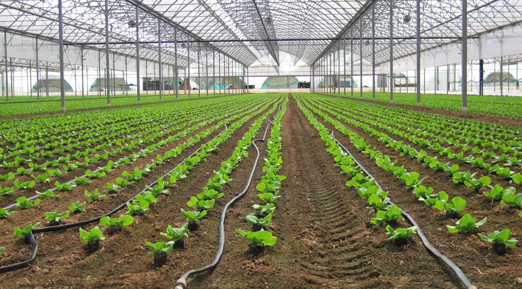 Imagen de riego por goteo