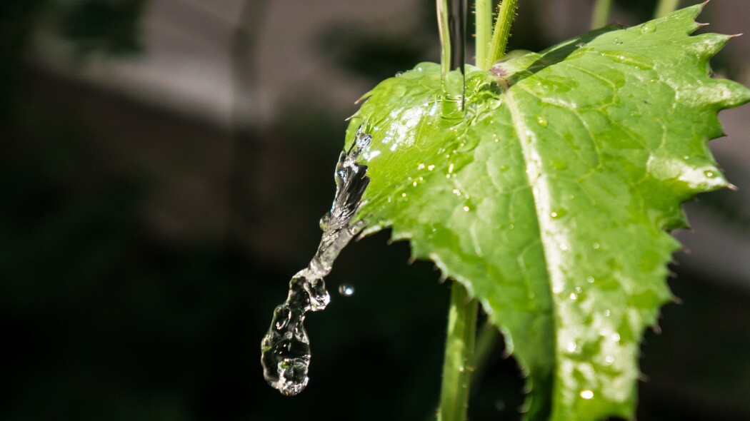 leaf-gb5db07f52_1920