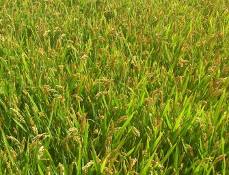 LA COMUNITAT VALENCIANA ES UNA DE LAS LÍDERES DEL SECTOR AGROALIMENTARIO ESPAÑOL