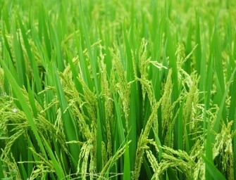 BESTRICE: ESTRATEGIAS INTEGRADAS DEL CULTIVO DE ARROZ Y GESTIÓN EFICAZ DE RECURSOS