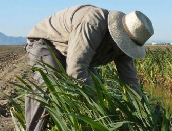 ACEQUIA DEL ORO: TECNOLOGÍA Y MODERNIZACIÓN