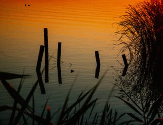 LAS MARJALES VALENCIANAS, POR CARLES SANCHIS