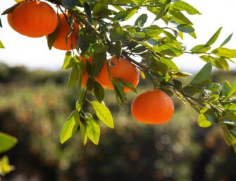 LA RECUPERACIÓN DE TIERRAS ES CLAVE PARA LA SOSTENIBILIDAD ALIMENTARIA