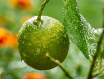 EL RIEGO INTELIGENTE OPTIMIZA LA AGRICULTURA DE REGADÍO