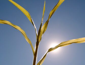 EL REGADÍO FRENTE A LAS ALTAS TEMPERATURAS