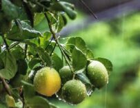 LLUVIAS INTENSAS EN LA CUENCA DEL SEGURA
