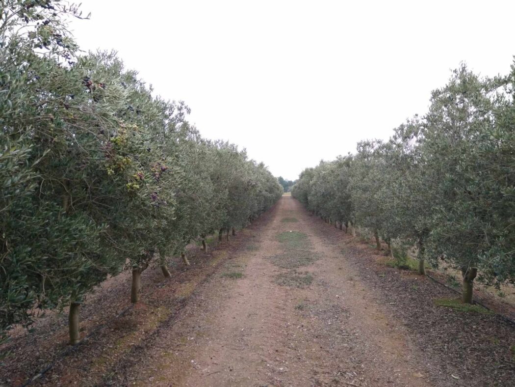 WhatsApp Image 2025-07-28 at 12.50.31_11zon