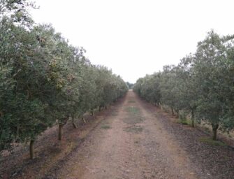 EL IVIA APUESTA POR EL RIEGO DEFICITARIO CONTROLADO EN OLIVAR