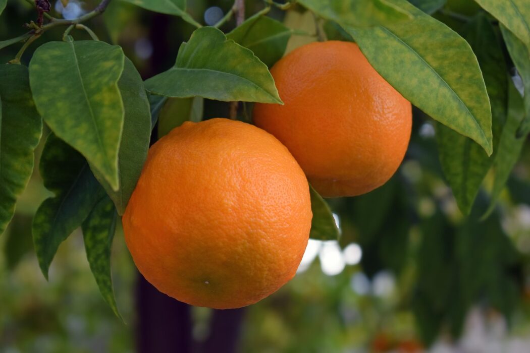 oranges-6981132_1280