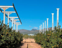 LLÍRIA ACOGE LA PRIMERA PLANTA AGRIVOLTAICA EN CÍTRICOS