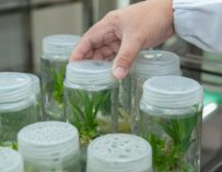 PLAN ESTRATÉGICO Y LÍNEAS DE INVESTIGACIÓN DEL IVIA