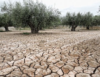 La Comunidad Valenciana pide medidas para resarcir a los agricultores por la sequía