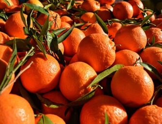 VALENCIA ACOGE EL XVIII CONGRESO NACIONAL DE CIENCIAS HORTÍCOLAS