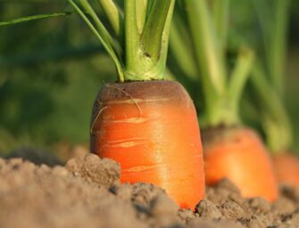 AYUDAS JÓVENES Y NUEVOS AGRICULTORES HASTA EL 7 DE NOVIEMBRE