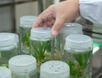 PLAN ESTRATÉGICO Y LÍNEAS DE INVESTIGACIÓN DEL IVIA