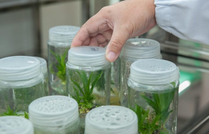 PLAN ESTRATÉGICO Y LÍNEAS DE INVESTIGACIÓN DEL IVIA