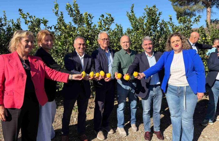 PRIMERA EDICIÓN DEL CORTE DEL LIMÓN EN ORIHUELA